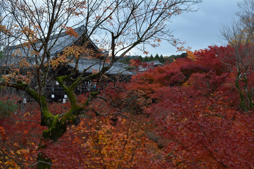 東福寺紅葉