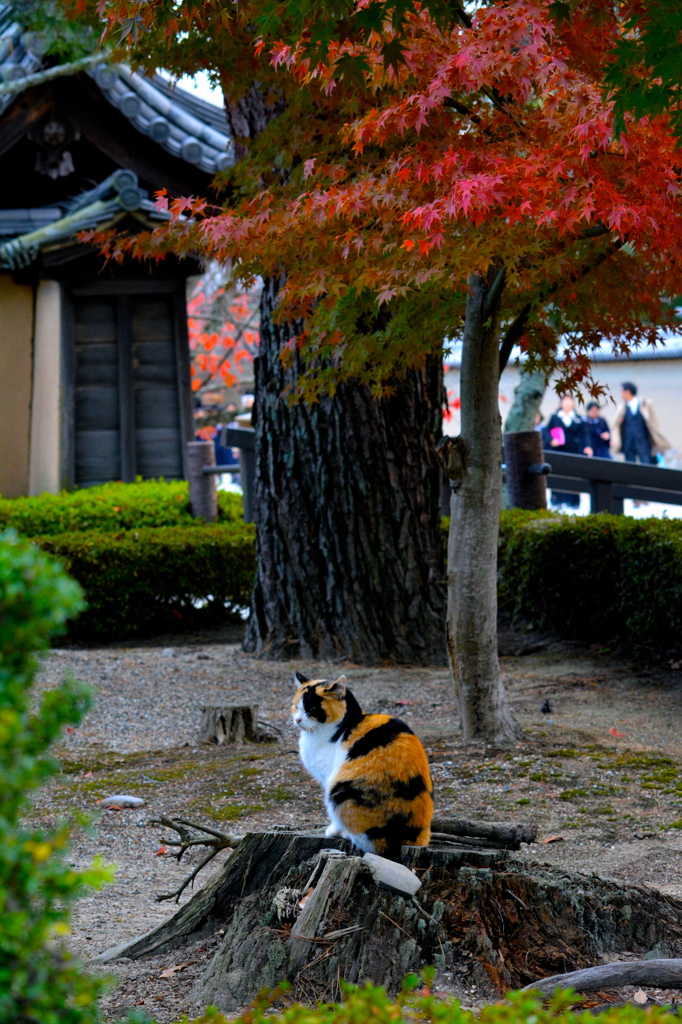 晩秋の猫