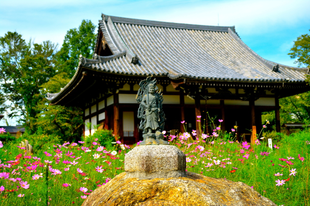 秋桜寺