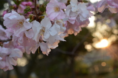 夕日桜