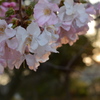 夕日桜