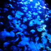 水海月