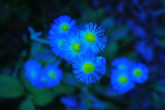 blue