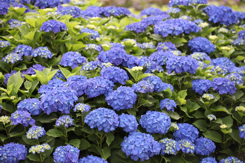 梅雨花火