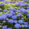 梅雨花火