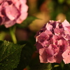 夕焼雨花