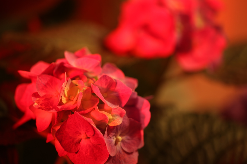 情熱紅花