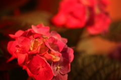 情熱紅花