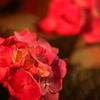 情熱紅花