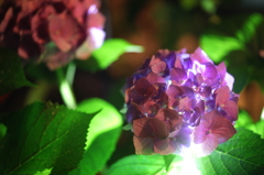発光雨花