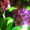 発光雨花