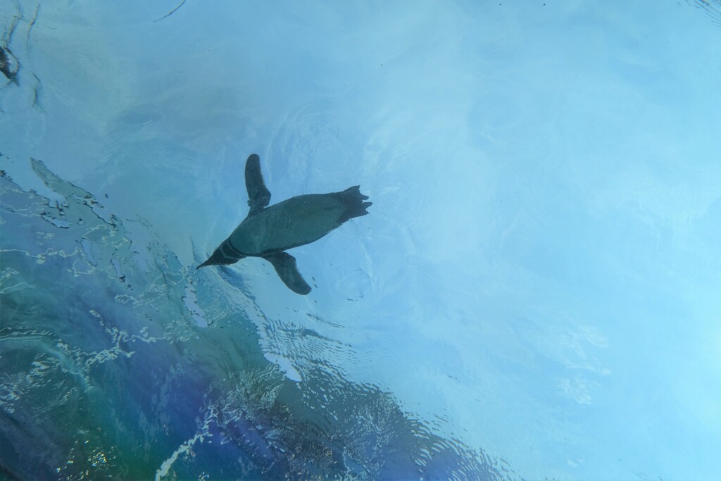 空飛ぶペンギン