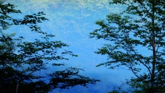 Blue Swamp