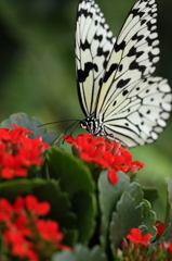 butterfly 2010