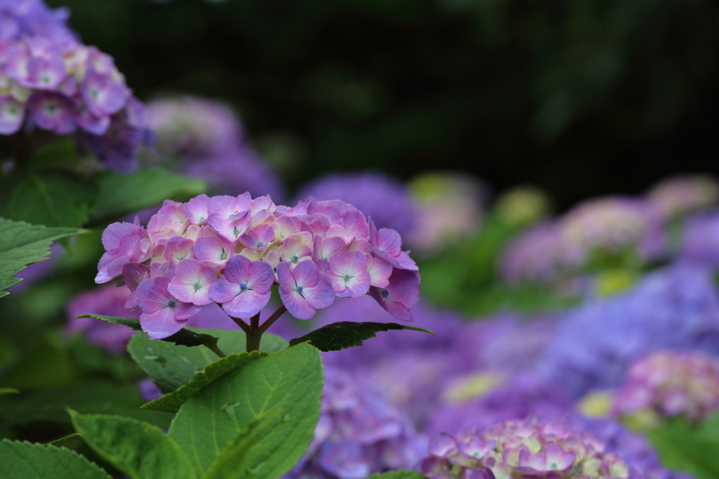 初めての紫陽花