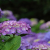 初めての紫陽花