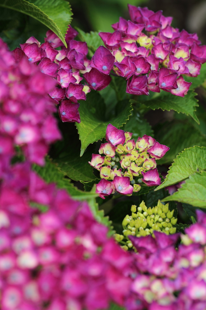 紫陽花*3