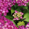 紫陽花*3
