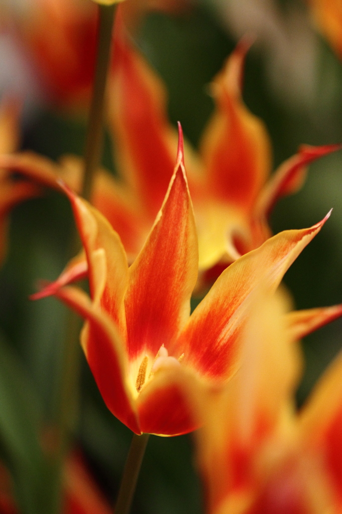 tulip 2011