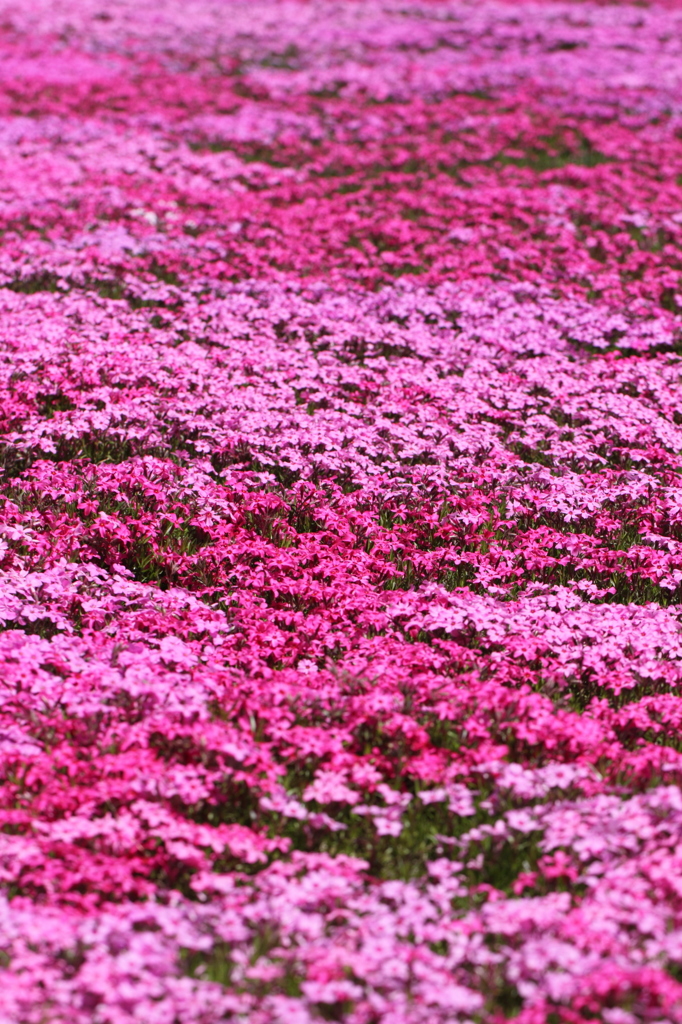 芝桜 2013