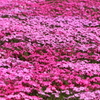 芝桜 2013