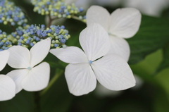 紫陽花*6