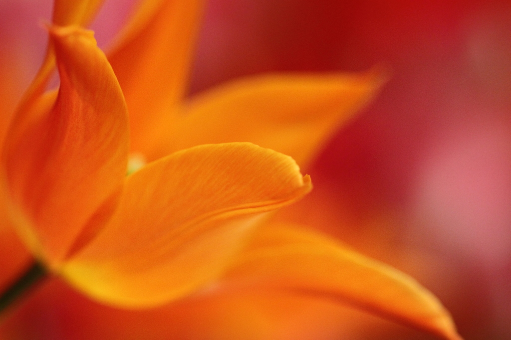 tulip 2011