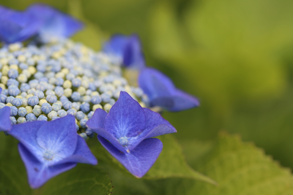 紫陽花*4