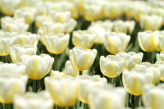 tulip 2013