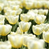 tulip 2013