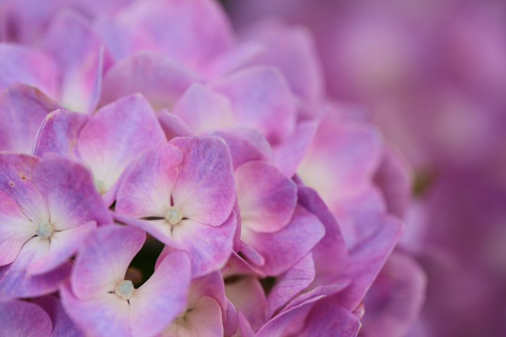 紫陽花*5
