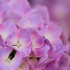 紫陽花*5