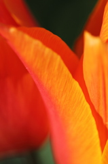 tulip 2011