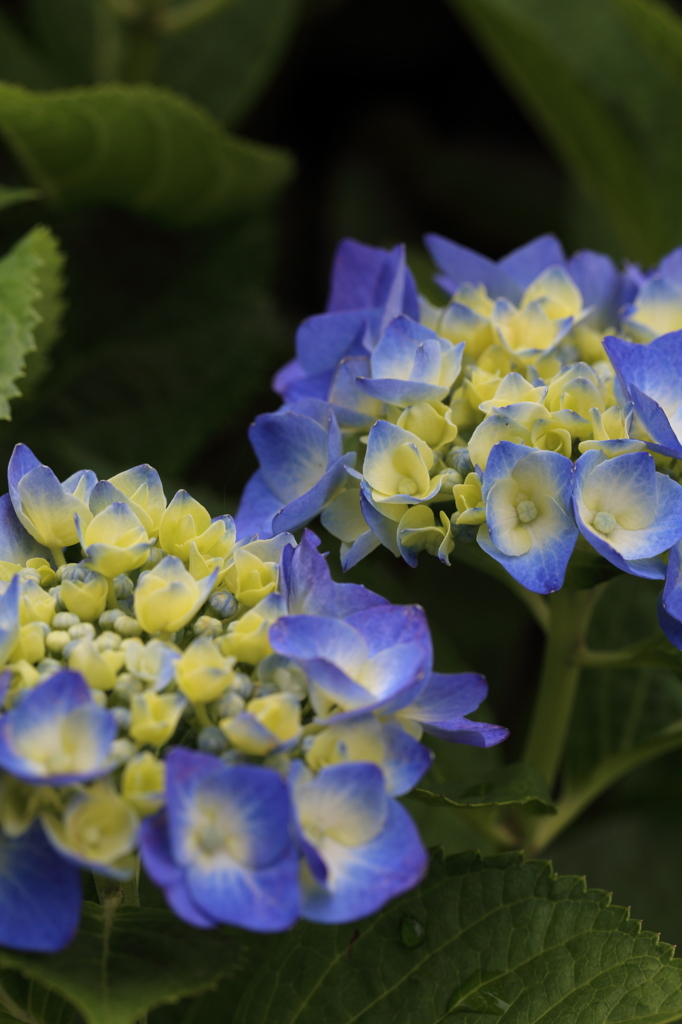 紫陽花*2