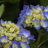 紫陽花*2