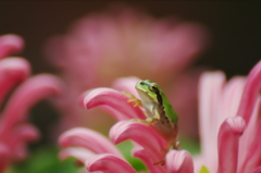 雨乞い