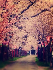sakura