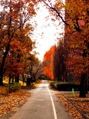 autumn street