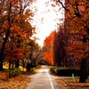 autumn street