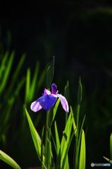 孤高2