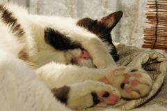 眩しいってんだよ～　ぷんぷん