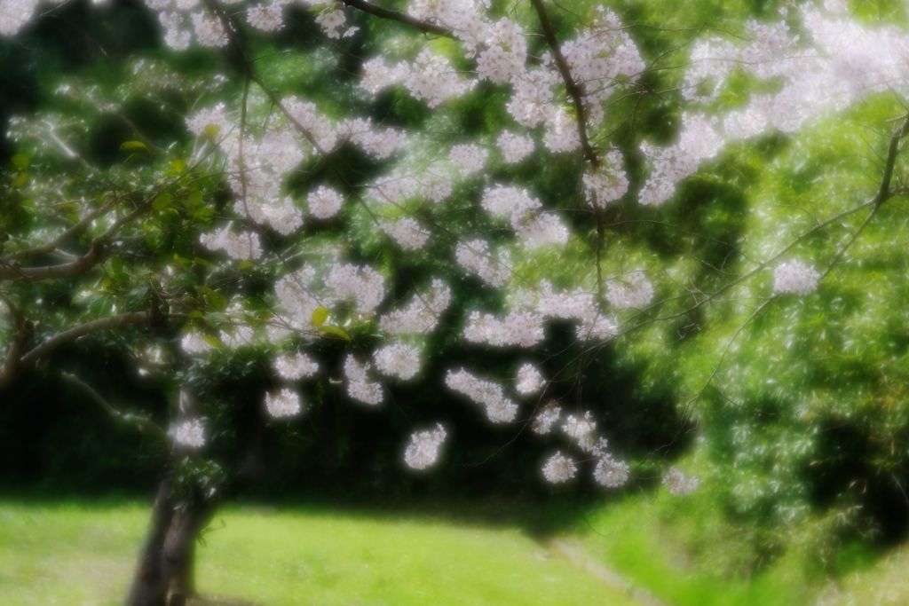 一杯咲きました