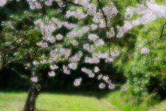 一杯咲きました