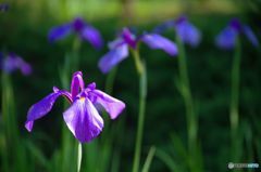 中天を過ぎて４