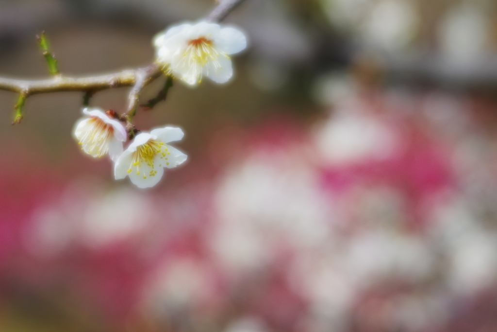  多くの花に称えられて