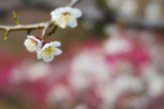  多くの花に称えられて