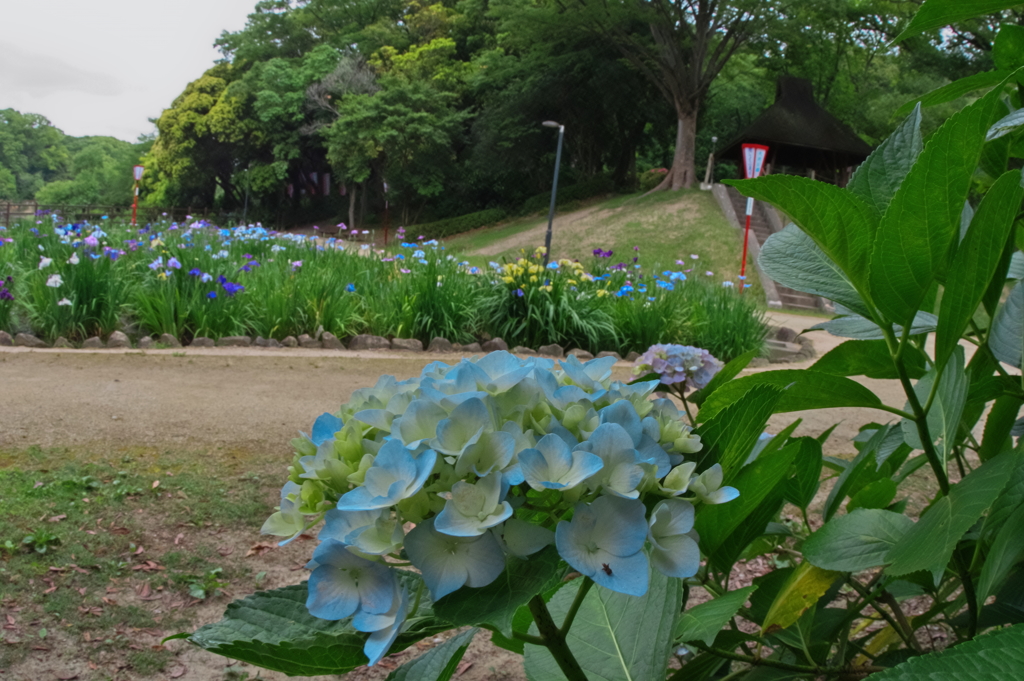菖蒲さん今年も宜しく　
