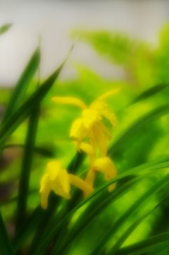 シンビジューム