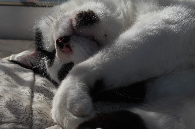 〃(∪Д∪) ぐぴ～ぃzzZZ