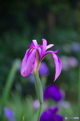 スレンダーな君